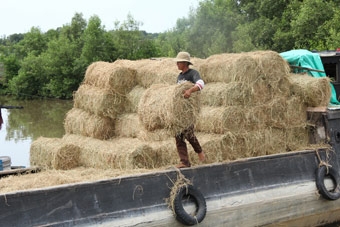 Hàu chết hàng loạt, thiệt hại hơn 45 tỉ đồng