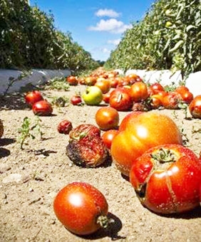 Dùng cà chua phế thải sản xuất nhiên liệu