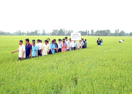 Cơ hội nâng cao thu nhập cho người trồng lúa