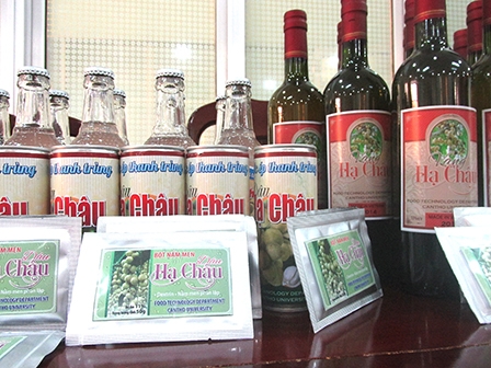 Ứng dụng công nghệ, nâng giá trị cây dâu Hạ Châu