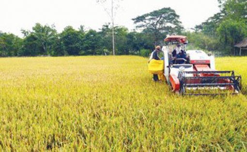 ឆ្ពោះទៅកាន់ទិសដៅអភិវឌ្ឍកសិកម្មដោយចីរភាព