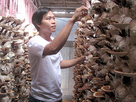 MÔ HÌNH TRỒNG NẤM 
CHO HIỆU QUẢ KINH TẾ CAO