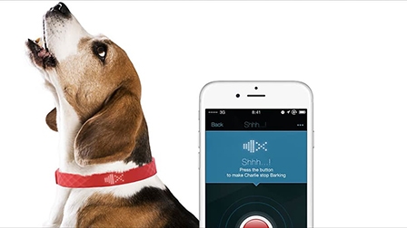 Vòng đeo bảo vệ chó cưng