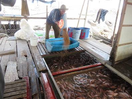 Người nuôi cá bè lo lắng vì nước mặn xâm nhập