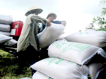 Lúa đông xuân thiệt hại ít, dự báo xuất khẩu sôi động