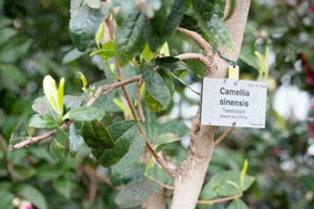 5 loại trà đẩy nhanh tốc độ chuyển hóa, giúp giảm cân