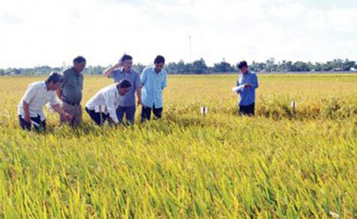 ជីវភាពផ្លាស់ថ្មីអាស្រ័យផលស្រូវពិសេស