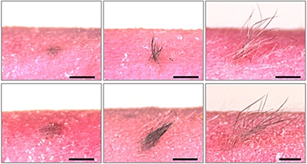 Phát triển thành công mô da nhân tạo có đủ tuyến ngoại tiết