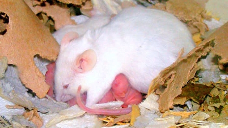 Tiềm năng chữa vô sinh với buồng trứng in từ công nghệ 3D