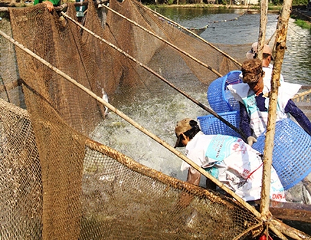 Diện tích, sản lượng thủy sản đều tăng