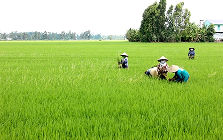 CHỦ ĐỘNG CHỐNG HẠN BẢO VỆ LÚA HÈ THU
