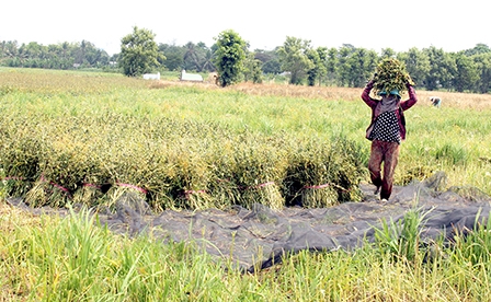 Nắng nóng gay gắt, nông dân trồng mè khó phòng trừ cỏ dại