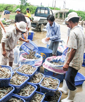 Để nuôi tôm nước lợ đạt hiệu quả