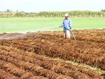 Trồng nấm rơm phát huy hiệu quả kinh tế