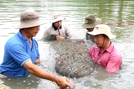 Có phải là “cứu tinh xanh”?!