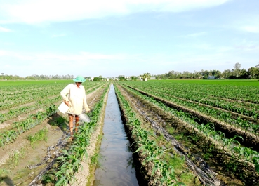 Mô hình kết hợp hiệu quả kinh tế cao