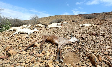 Nhiều nền kinh tế chịu tác động lớn do khan hiếm nước