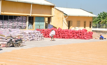 Lúa gạo chờ giá lên