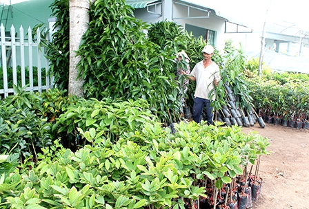 NGUỒN CUNG GIẢM, 
GIÁ NHIỀU LOẠI CÂY GIỐNG TĂNG CAO