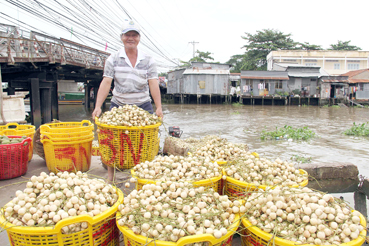 Xây dựng, nâng chất các vùng chuyên canh nông sản