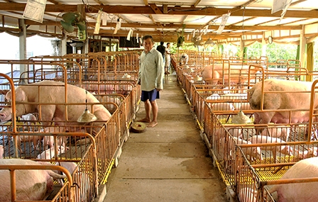 Sau cơn sốt giá heo vẫn tăng đàn