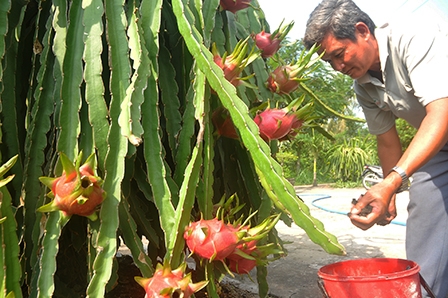 Nâng chất lượng 
thanh long Chợ Gạo