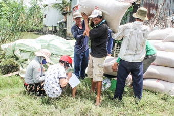 Giá  lúa giảm do ảnh hưởng thời tiết xấu