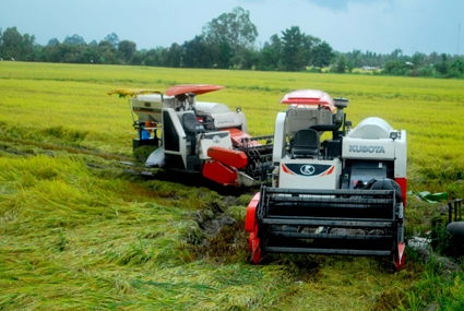 Mưa dầm, lo thất thu vụ lúa hè thu