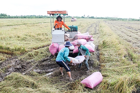 Cần hỗ trợ nông dân thu hoạch lúa