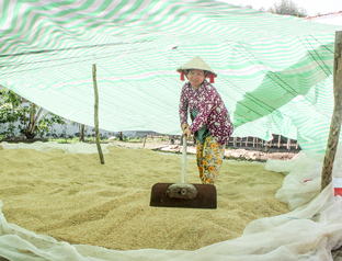 Bị thương lái ép giá, nhiều nông dân trữ lúa chờ giá lên