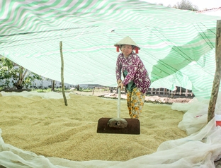 Bị thương lái ép giá, nhiều nông dân trữ lúa chờ giá lên