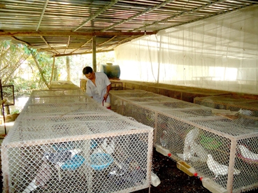 Hội nông dân chung sức xây dựng nông thôn mới