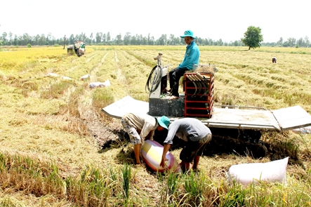 Chuyển đổi cơ cấu cây trồng giúp nông dân nâng cao thu nhập