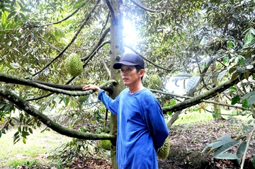 Nhà vườn Phong Điền 
cạnh tranh bằng trái cây sạch