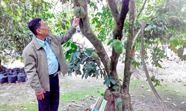 Phát triển cây mãng cầu ghép  trên vùng phèn trũng