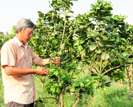 Thu nhập hơn 300 triệu nhờ mô hình kết hợp