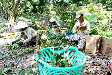 PHÒNG CHỐNG BỆNH CHỔI RỒNG
TRÊN NHÃN BẰNG GIẢI PHÁP TỔNG HỢP