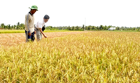 HỢP TÁC QUẢN LÝ TÀI NGUYÊN 
VÀ MÔI TRƯỜNG VÙNG ĐBSCL
