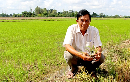 Tỉ phú từ mô hình sản xuất lúa giống