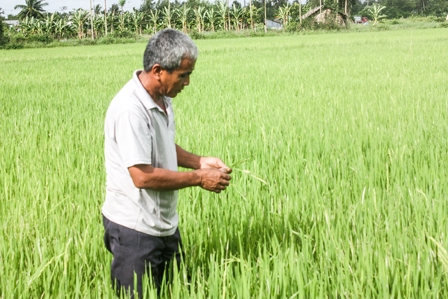 Chọn tạo giống lúa thích nghi với biến đổi khí hậu