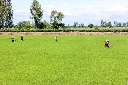 Đẩy mạnh áp dụng “3 giảm, 3 tăng” trong sản xuất lúa hàng hóa