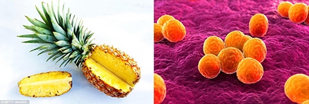 Phát hiện chất kháng sinh 

tự nhiên từ trái khóm