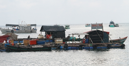 Ngư dân vùng biển Tây Nam nuôi cá bóp làm giàu