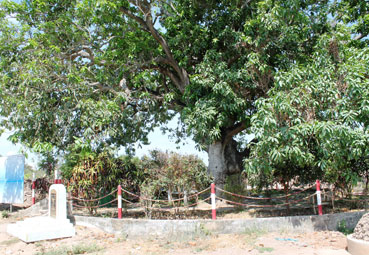 ដើមស្វាយមានអាយុជាង៣០០ឆ្នាំ