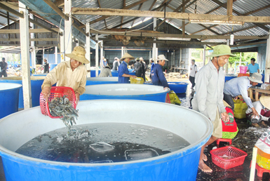 Nhìn thẳng thực trạng để có hướng phát triển ngành tôm tốt hơn