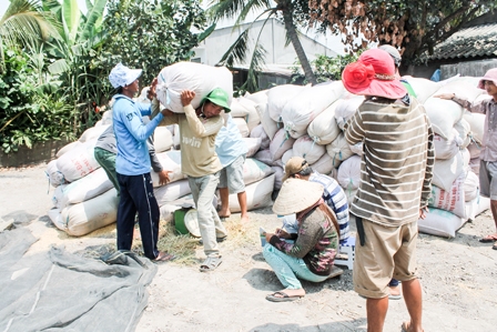 Khơi dòng vốn 
phát triển cánh đồng lớn