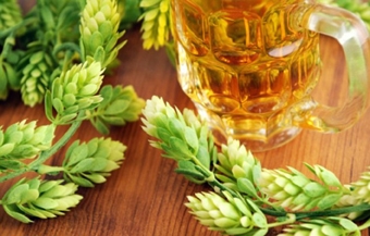 Chiết xuất hoa bia giúp giảm nguy cơ ung thư vú