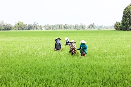 Phát triển mô hình cánh đồng lớn