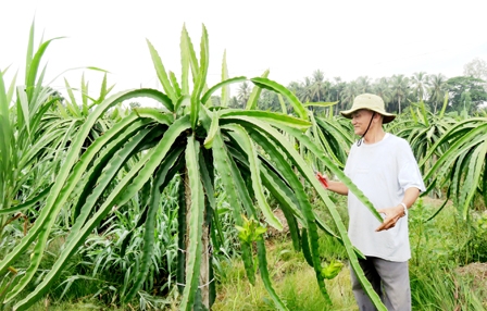“Bỏ túi” hơn 300 triệu đồng mỗi năm 
nhờ nuôi bò và trồng thanh long