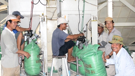 Đẩy mạnh liên kết trong sản xuất, tiêu thụ lúa gạo